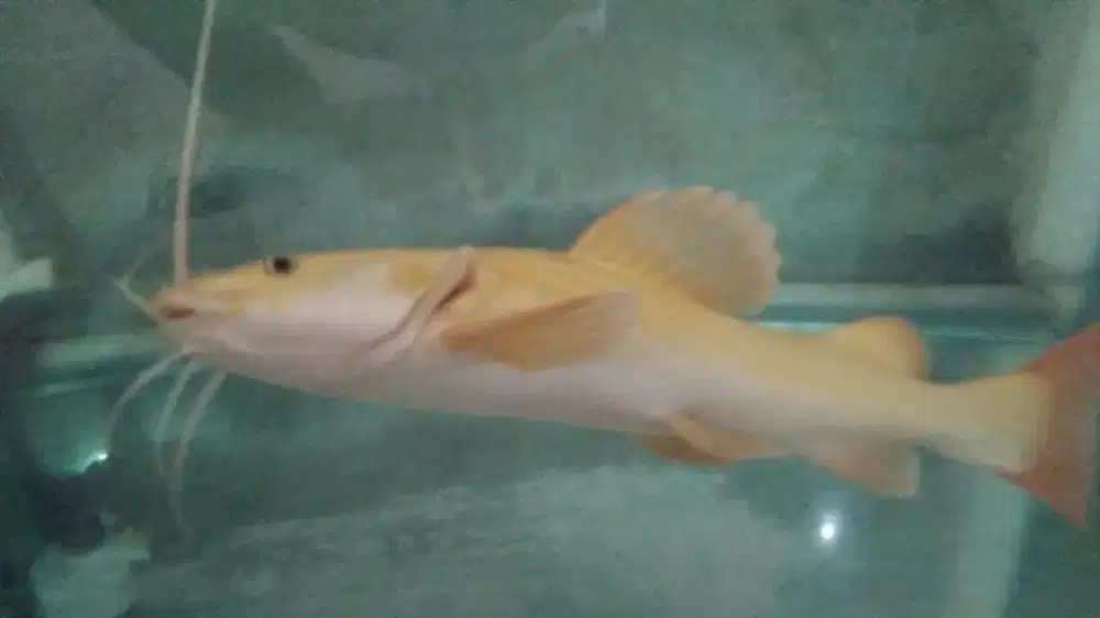 Ikan Rtc Phantom Ukuran 40cm