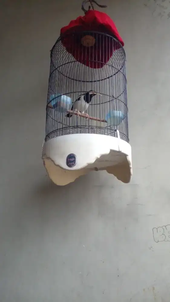 Jual burung jalak suren + lovebert
