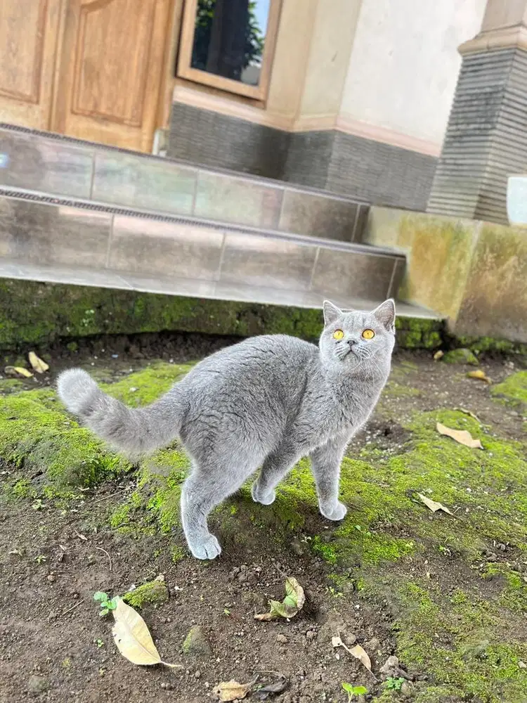 Kucing british shorthair kitten bsh