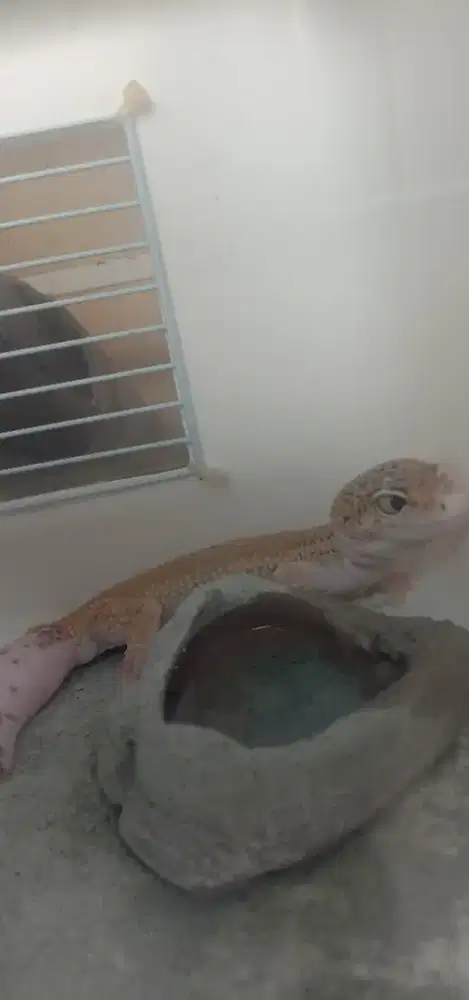 Gecko jantan usia 2 thn