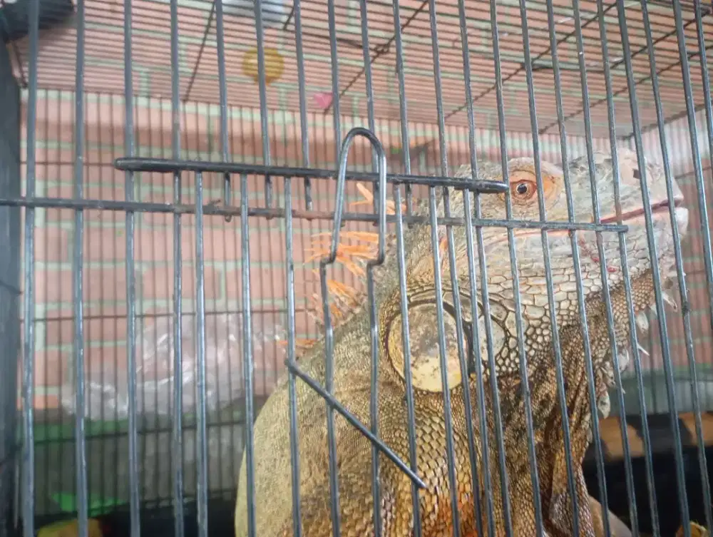 Iguana plus kandang