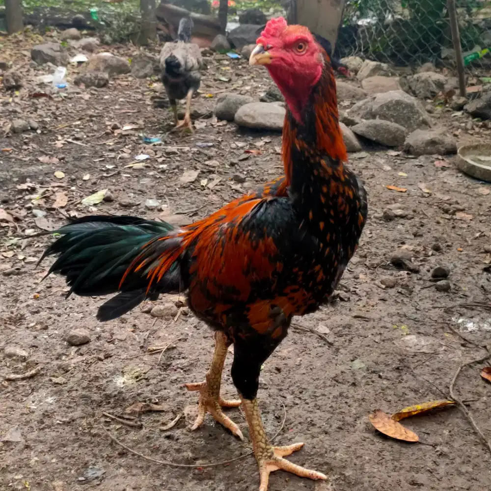 Ayam ekor lidi muda
