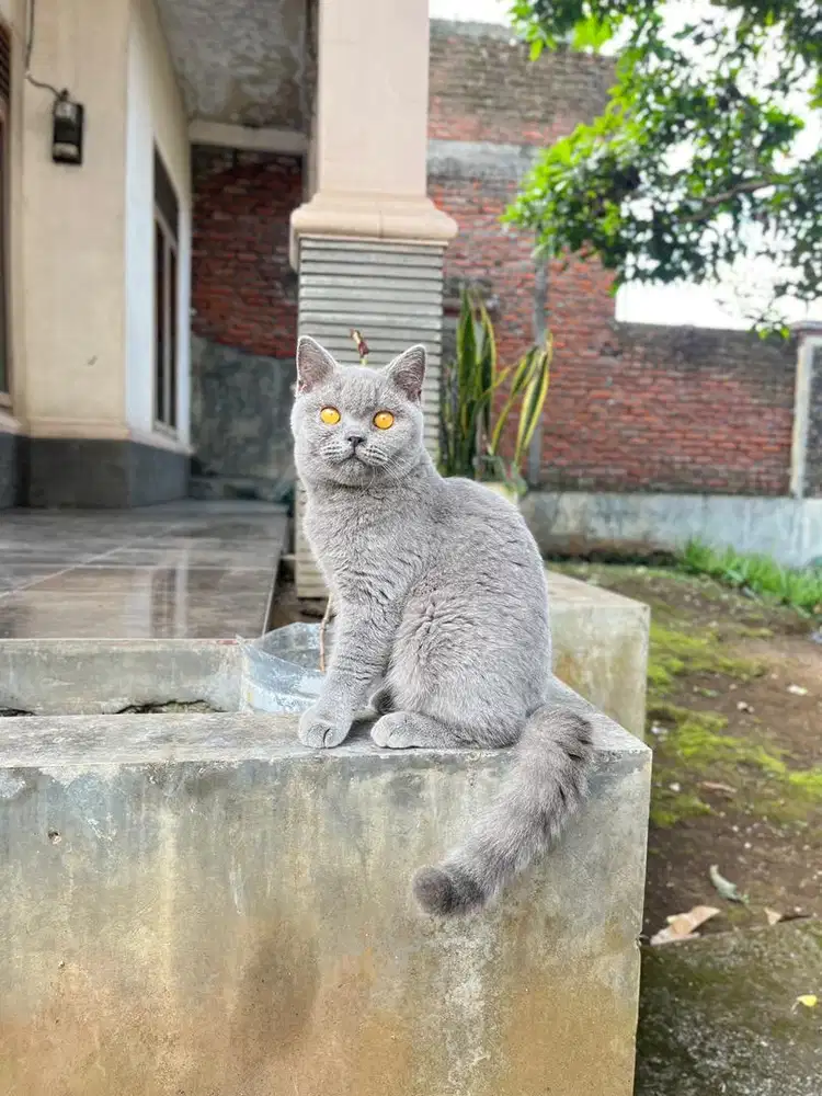 Kucing british shorthair bsh kitten