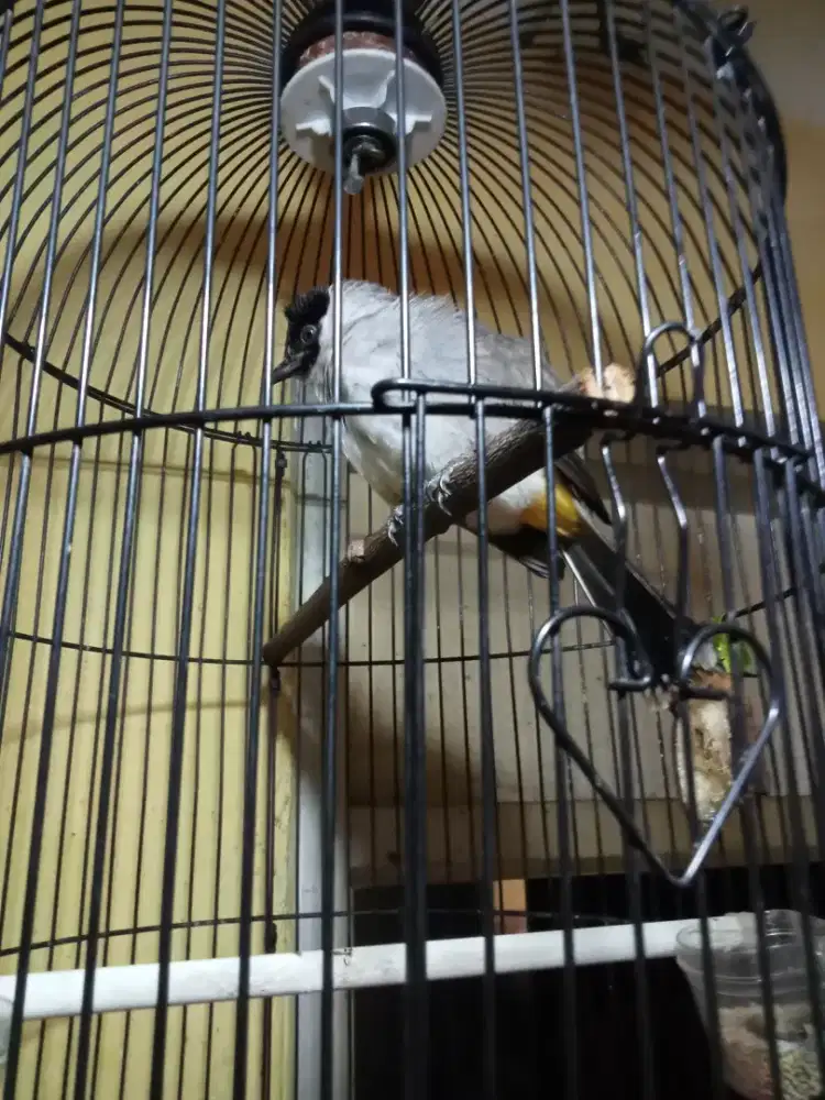 BURUNG KUTILANG JINAK. JUAL FULLSET NO KRODONG