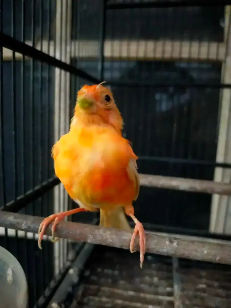 Burung kenari merlok remaja jantan
