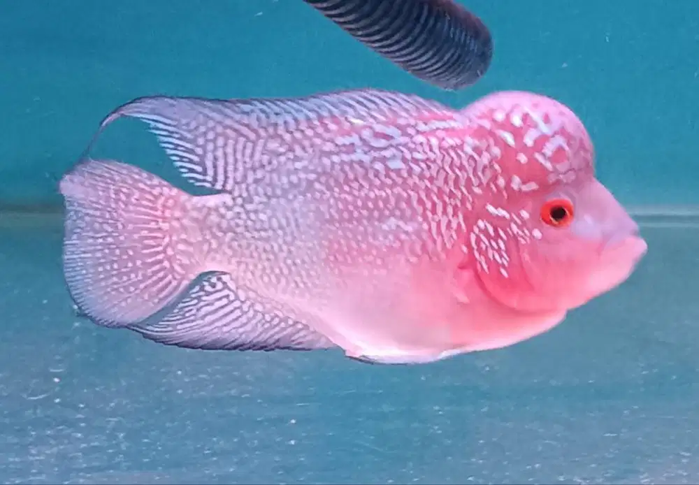 ikan louhan kamfa lokal di Medan.