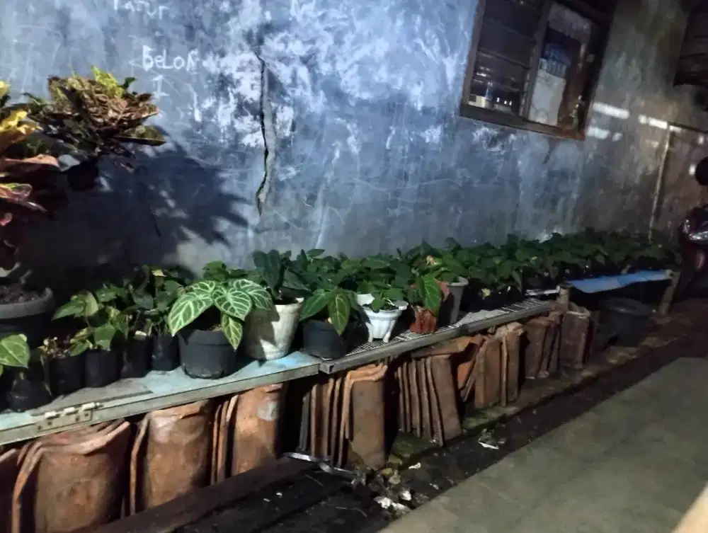 tanaman hias anthurium