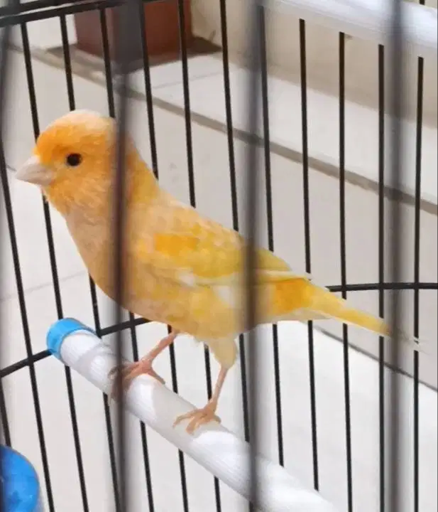 burung kenari jantan di Medan.