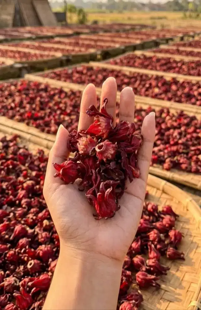 Bunga rosela kering untuk teh herbal