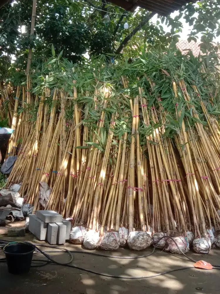 Jual pohon bambu kuning panda untuk pagar taman rumah dll