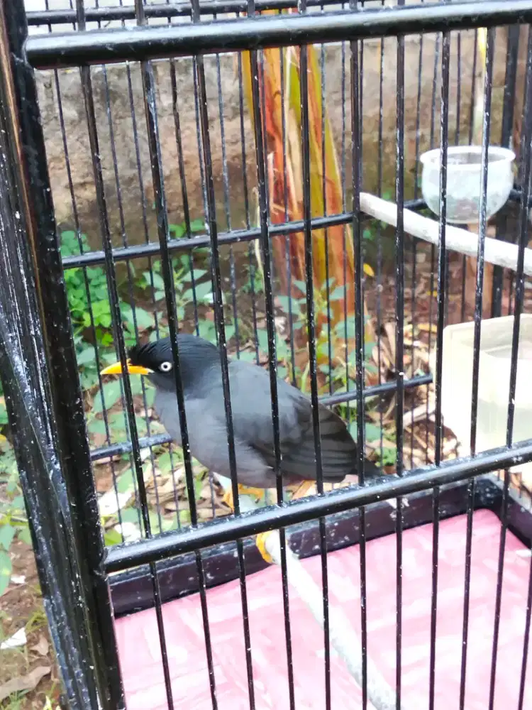 BURUNG JALAK HITAM