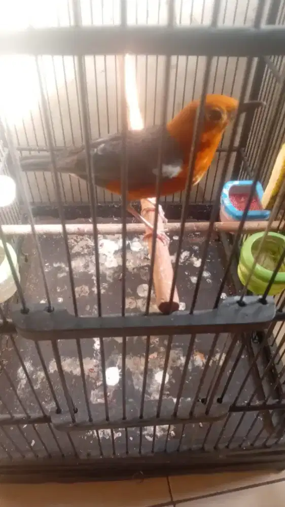 Anis merah jantan