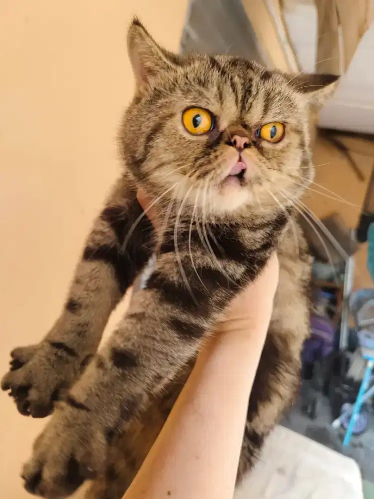 Persia peaknose jantan