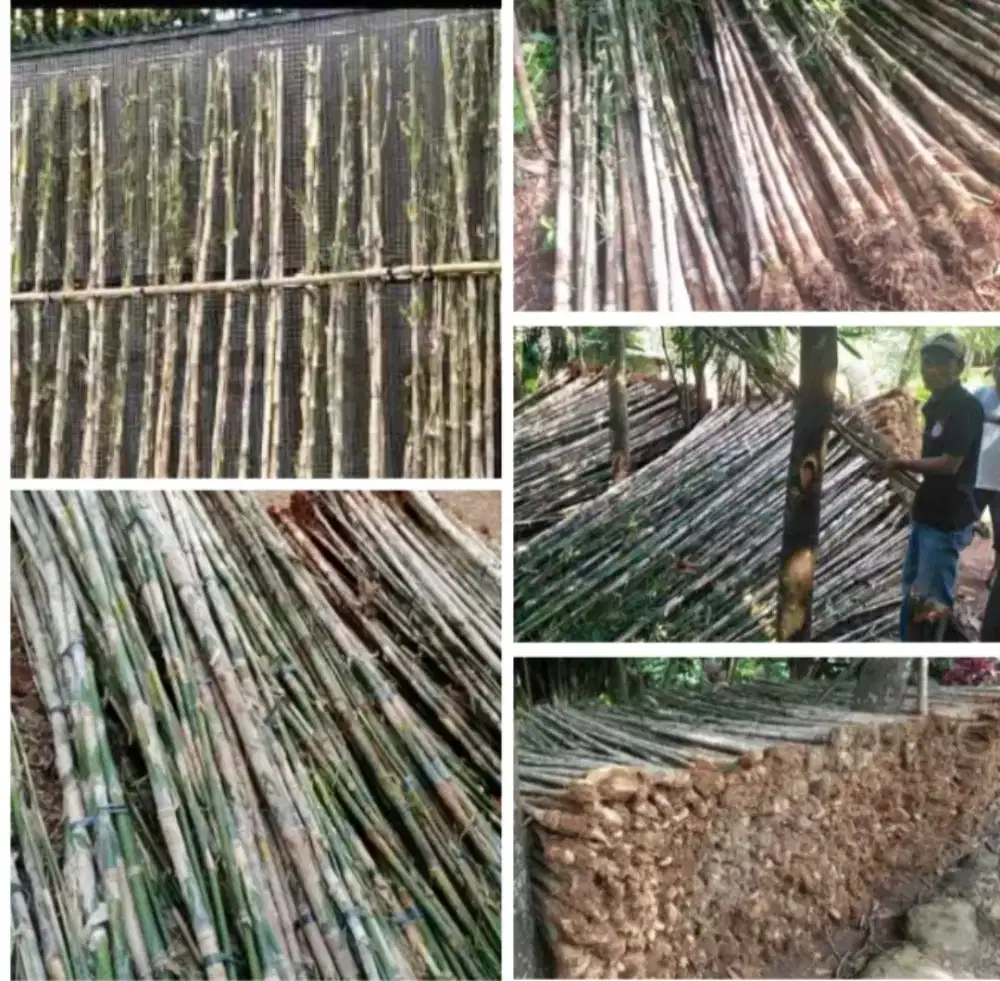 Jual pohon bambu jepang untuk kebutuhan taman rumah dll