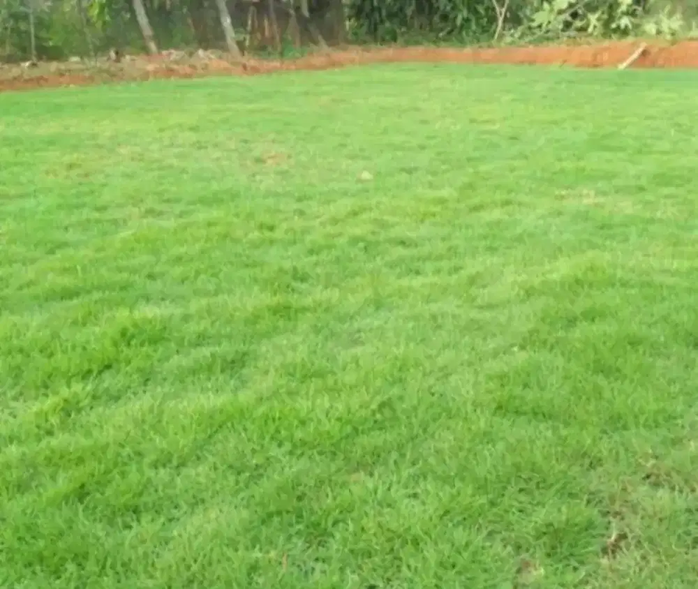 Jual rumput Swis.gajah mini.untuk taman rumah dll