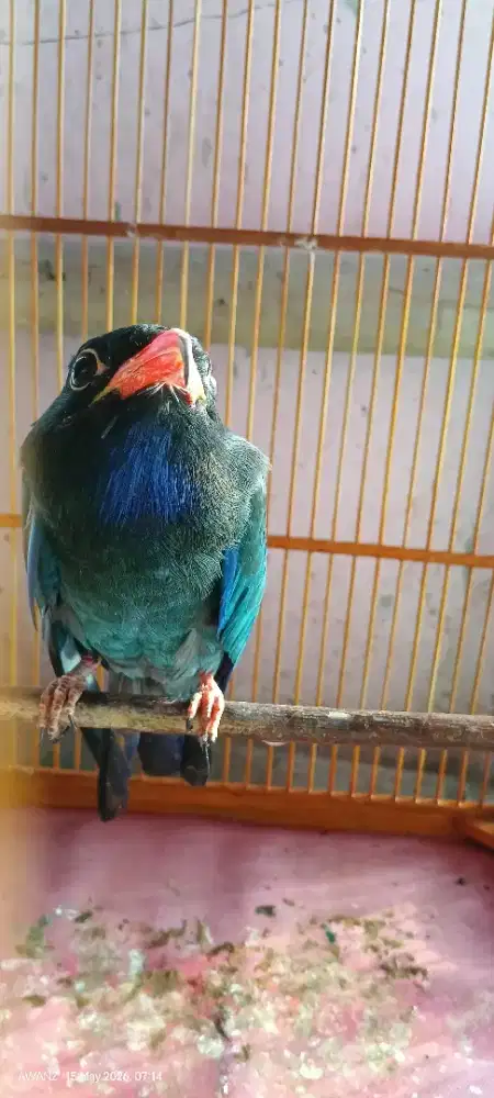 Burung biru buto