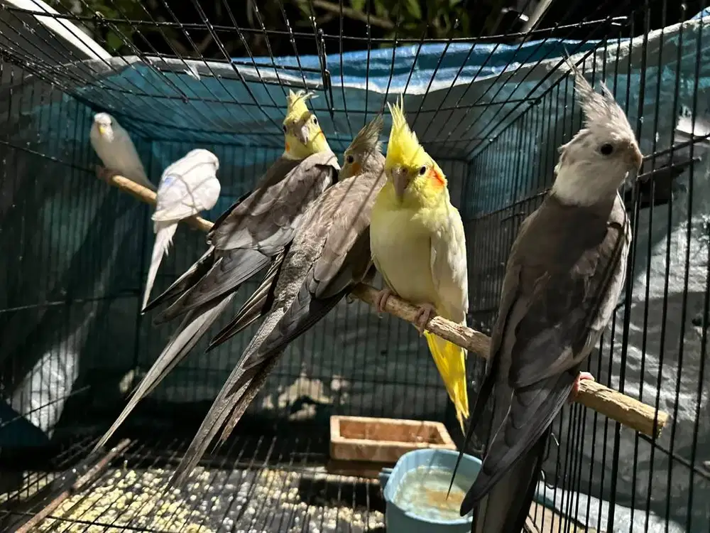 PARKIT LOKAL+INDUKAN FALK / COCKATIEL / PARKIT AUSTRALIA / PROVEN PAIR