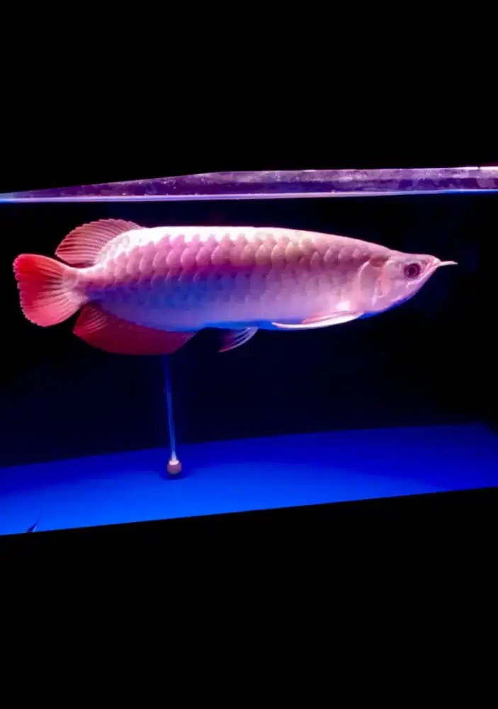 Ikan Arwana Super Red