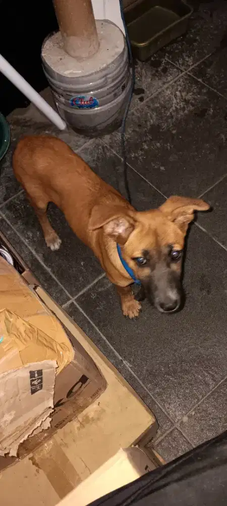 Anak anjing 4 bulan