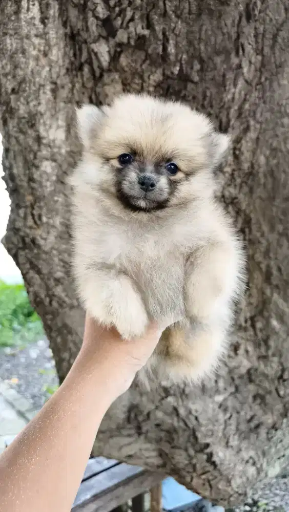 Mini Pomeranian