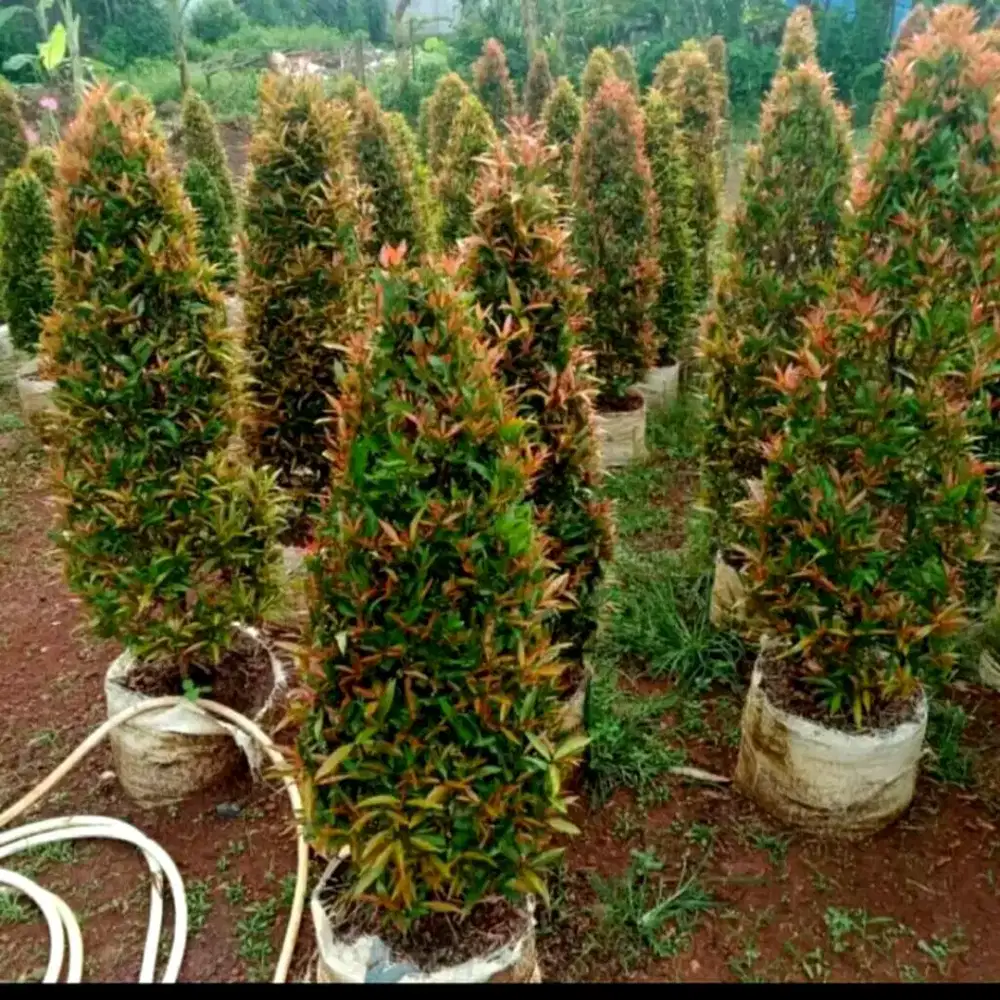 Jual pohon pucuk merah untuk taman rumah dll