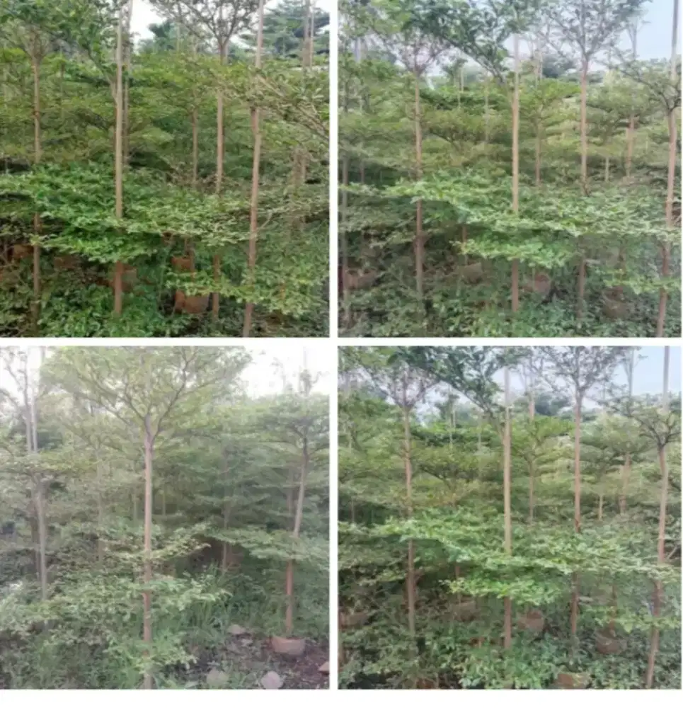 Jual pohon Ketapang kencana