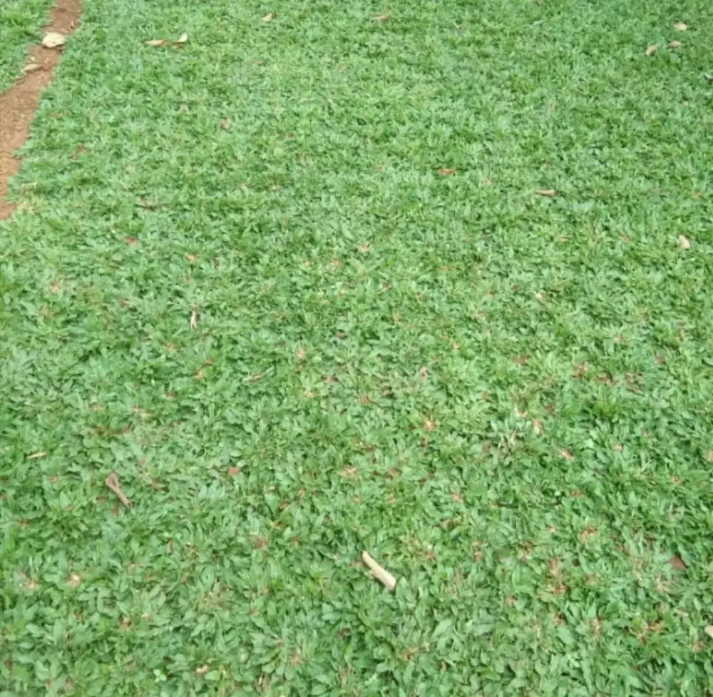 Jual rumput gajah mini untuk taman rumah dll