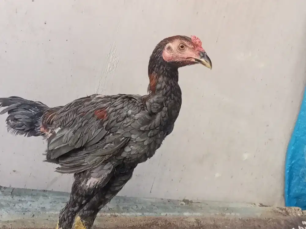 ayam siam mangon