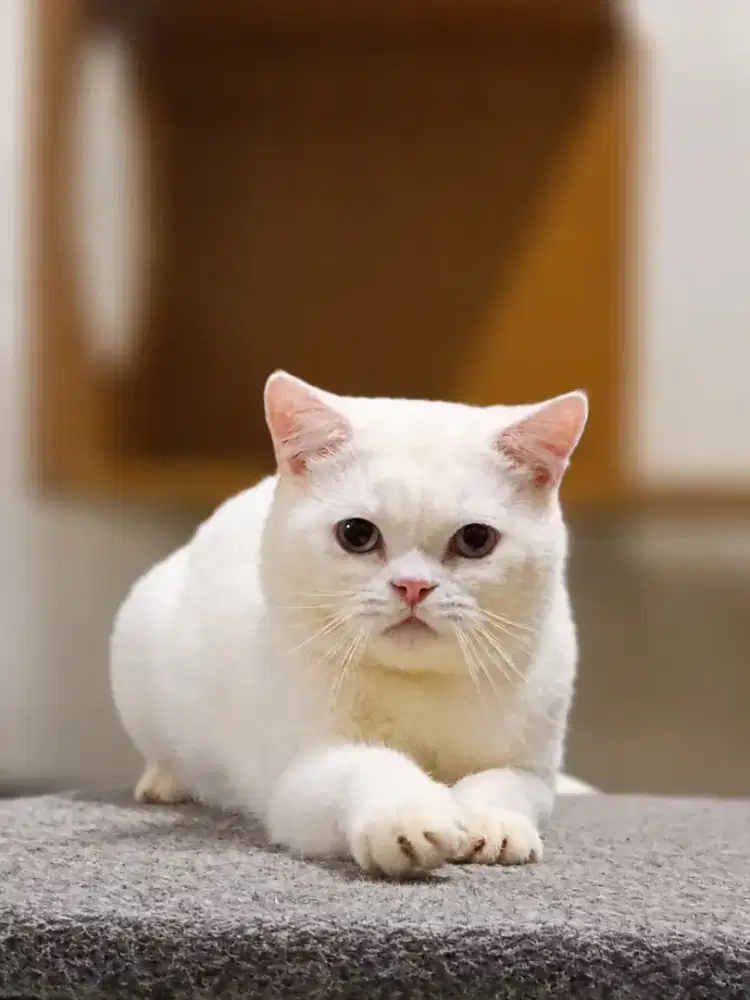 British Shorthair White solid
