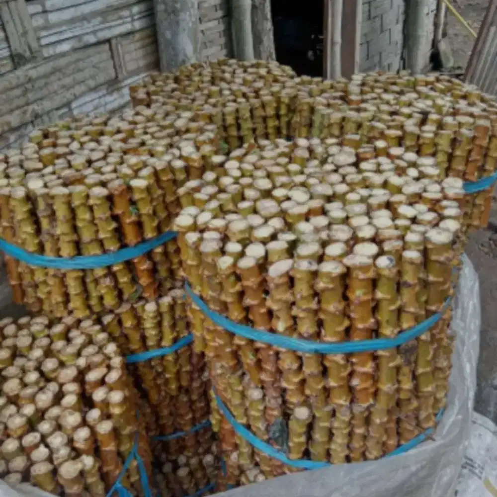 Batang Singkong Unggulan 5 Ton Siap Tanam.