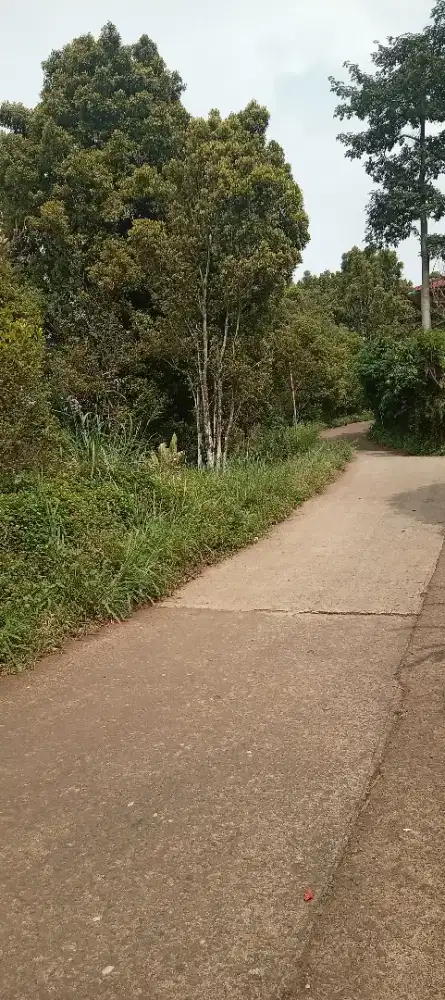 Lahan TANAH 7,000 mtr²,Kebun CENGKEH siap Panen.