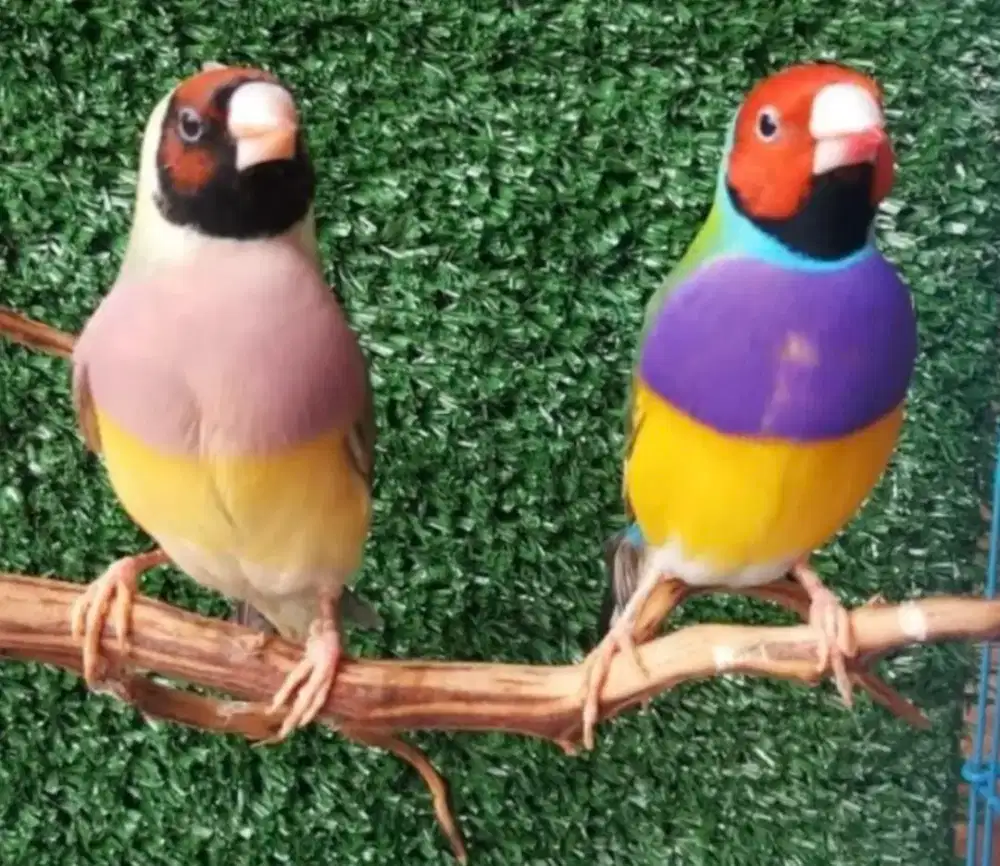 Burung Gould Amadin Sepasang