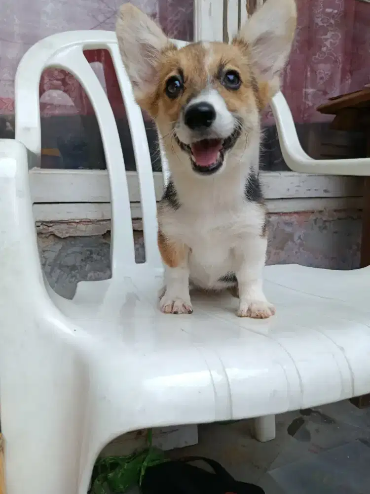 Jual Anakan welsh corgi