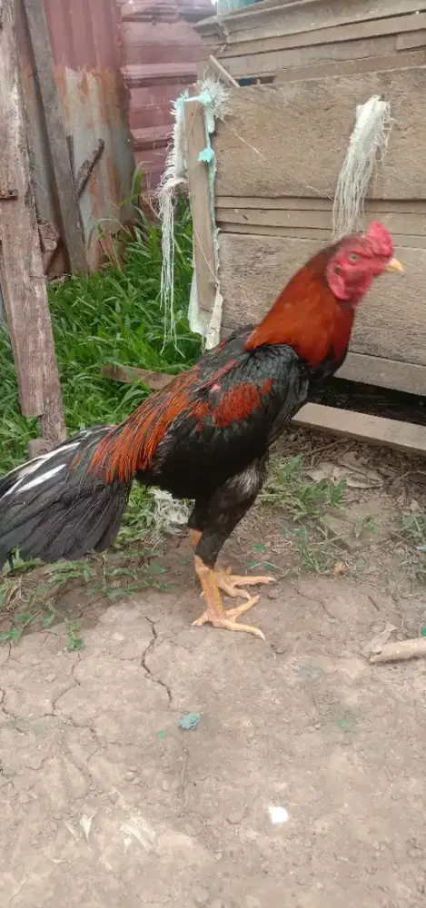 Jual ayam Siam bangkok