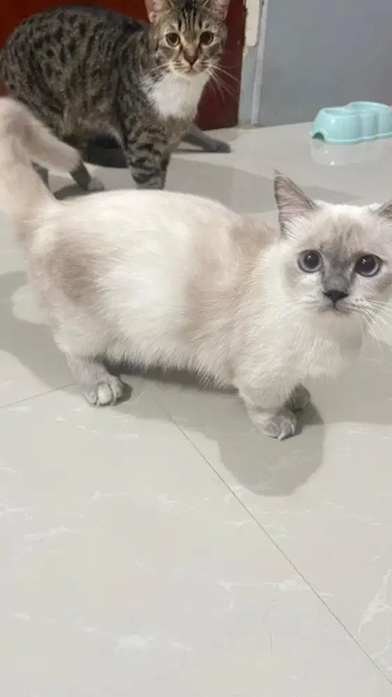 Open Adopt Kitten munchkin BSH