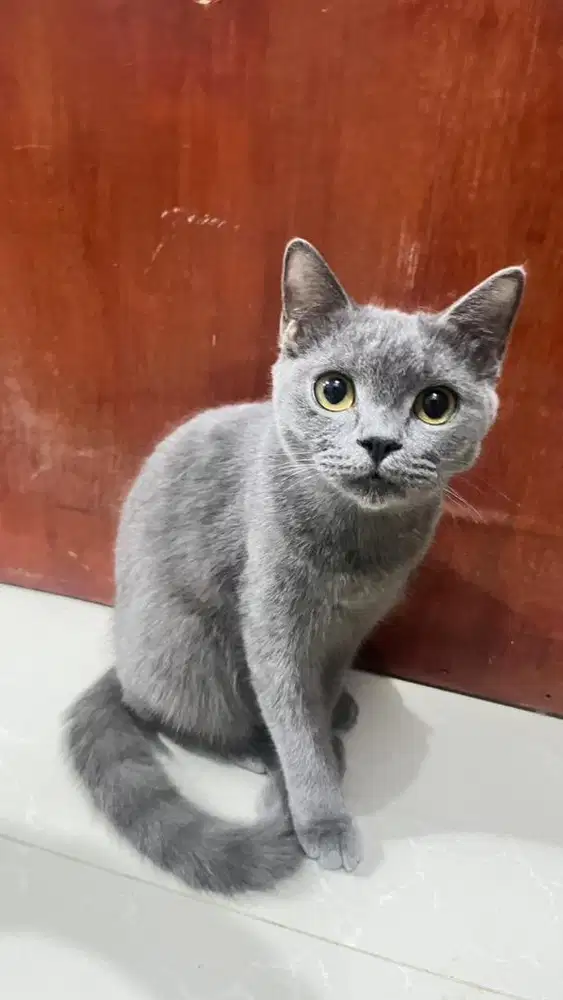 Open Adopt kitten BSH