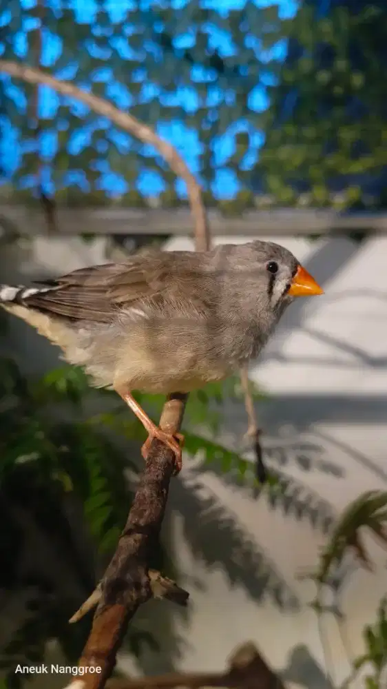 Sepasang Produksi Zebra Finch