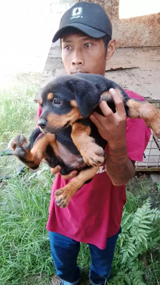 Pupies rottweiler ( boyolali jateng)