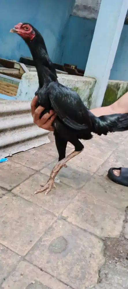 Edisi BU jual gercep aja ini biangan bangkok