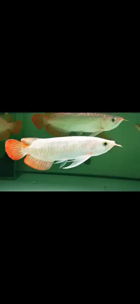 Super red 28-35cm komtank