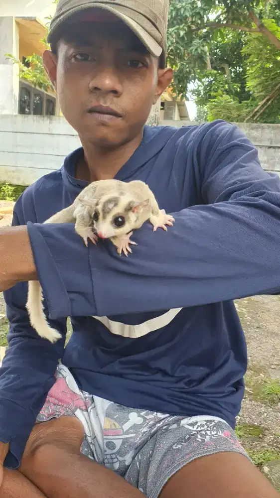 sugar glider mozaik jinak total