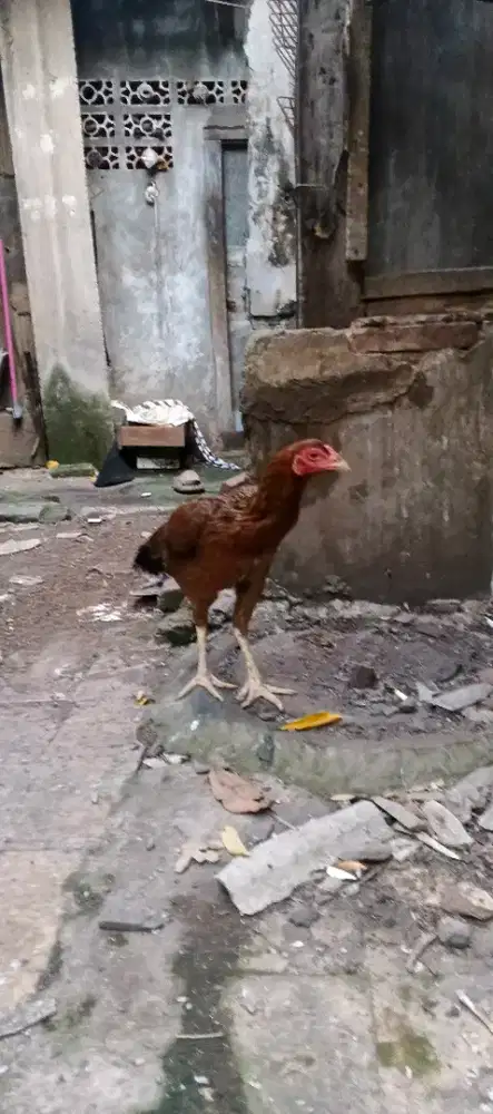 Edisi BU jual gercep aja ini biangan bangkok