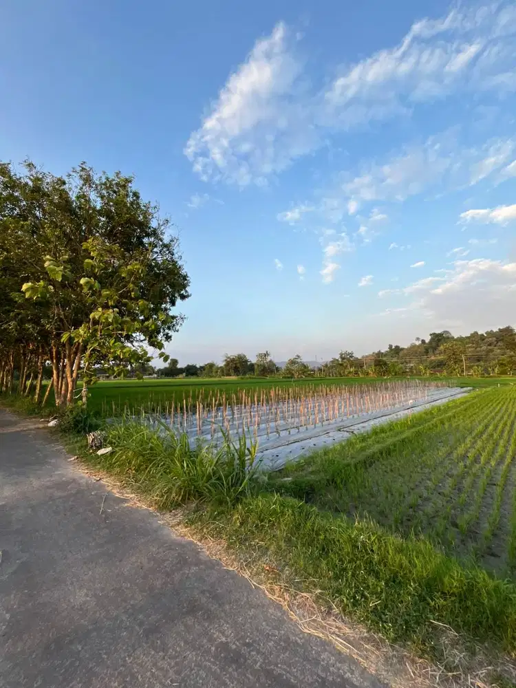 DIJUAL TANAH LINGKUNGAN STRATEGIS, ASRI, ADEM LOKASI KUNDEN, JOGOTIRTO