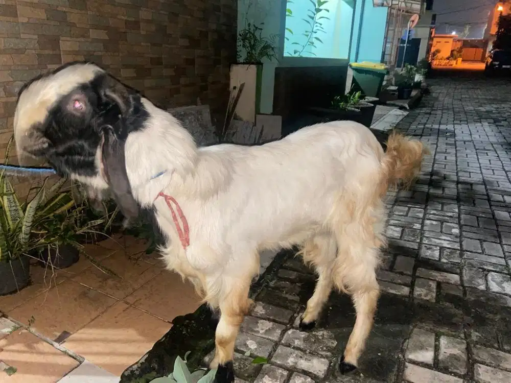 kambing qurban murah