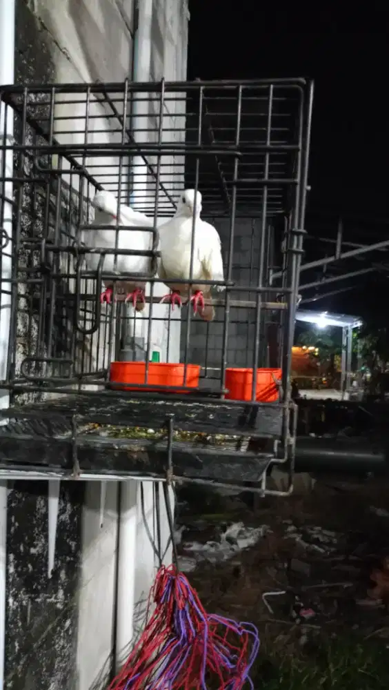 Burung puter mata merah udh jinak total dari bayi ada gelangnya
