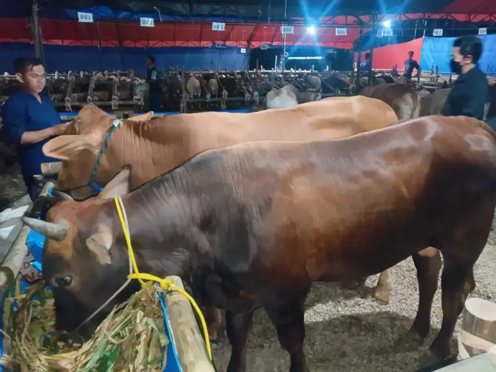 Sapi super Buat Qurban terbaik bebas pilih
