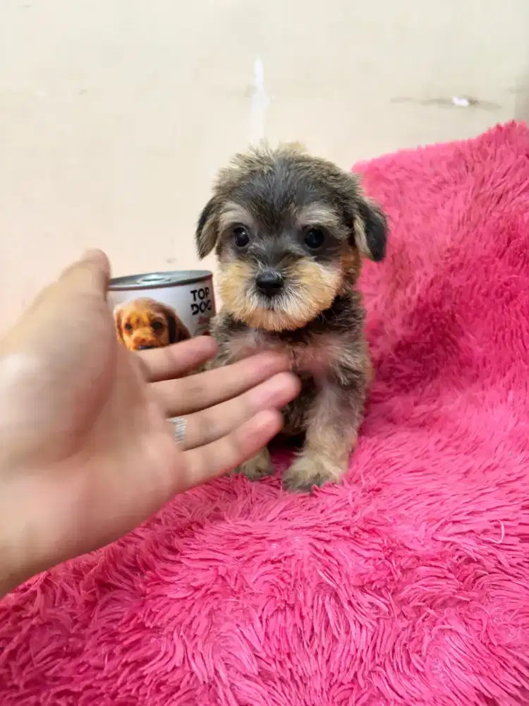 Anjing Mini Schnauzer