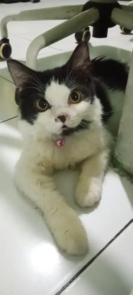 Anak kucing persia & himalaya beserta kandang besi
