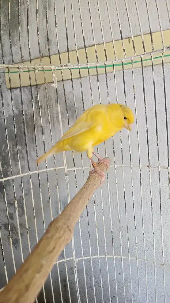 Kenari Betina Dara AF