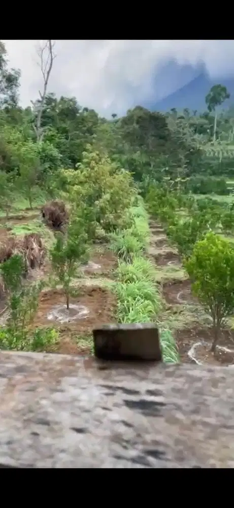 Tanah Kebun Durian dan Jeruk